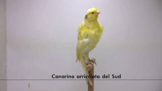 canarino arricciato del sud [upl. by Lafleur]