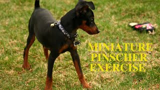 Miniature Pinscher Exercise Needs and Ideas [upl. by Dnarb228]