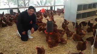 Avicultura Ecológica actividad para aprender a emprender un negocio redituable y sustentable [upl. by Buschi]