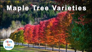 How To Identify Maple Tree Varieties [upl. by Suhsoj]