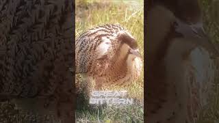 Which bittern is the best edit [upl. by Moretta]