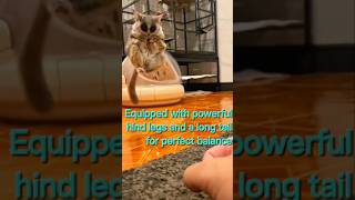 Leaps and Speed In Snatching Snack shorts youtubeshorts bushbaby [upl. by Chesney]