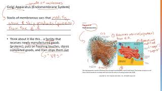 Golgi Apparatus 3 [upl. by Sneed]