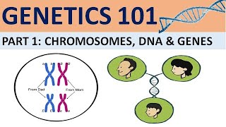 GENETICS 101 Part 1 Chromosomes DNA and Genes CXC Biology Tutor [upl. by Eraste43]