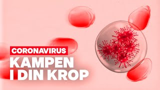 Sådan bekæmper kroppen et nyt virus [upl. by Aramac322]