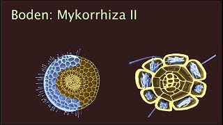 Mykorriza II  Erkennung und Nährstofftransfer [upl. by Magdala584]