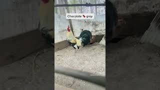 Chocolate Grey Gamefowl at Kenzie Gamefarm [upl. by Calmas]