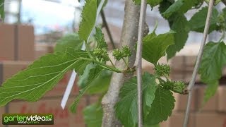 Der hängende Maulbeerbaum Morus Alba Pendula [upl. by Olumor]