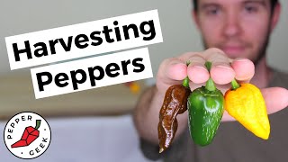 Harvesting Peppers  When To Pick Peppers Jalapenos Bell Banana Ghost amp More [upl. by Casper176]