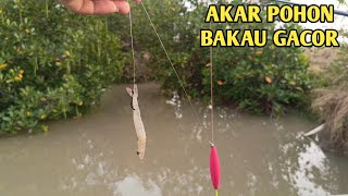 SPOT MANCING LANGGEN INDRAMAYU SURGANYA KAKAP PUTIH [upl. by Hodosh]