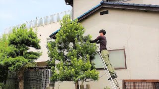 イヌマキの剪定♪【木鋏で切り戻し剪定♪】 [upl. by Enyalaj]