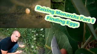 Raising Monarchs Part 1  Finding Eggs How To Find Monarch Butterfly Eggs [upl. by Acinomad22]