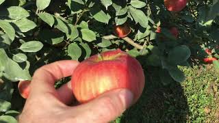 HoneyCrisp Picking [upl. by Haisej]