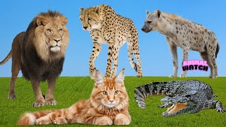 Adorable Pets  Lion Cheetah Hyena Cat Alligator  Animal Sounds [upl. by Ayyidas804]