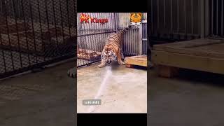 PK Kings Tiger video Tiger Thandi ki endrathu Thailand water [upl. by Nosrak]