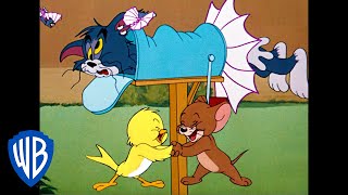 Tom y Jerry en Español  ¡Ppppájaros  WB Kids [upl. by Bink]