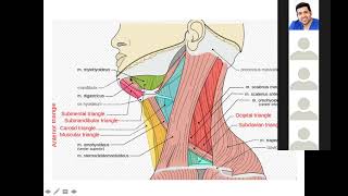 Anatomia topográfica de cuello [upl. by Engelhart]