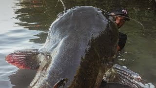 Incredible Huge Catfish 85 feet  250 LBS  HD by Yuri Grisendi [upl. by Sheeb450]