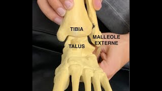 A quoi ressemble une cheville de lintérieur  ARTHROSCOPIE VIEW [upl. by Kelson]