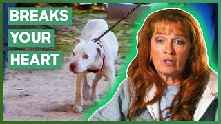 Tias Heartbreaking Effort To Save A Dying Dog  Pit Bulls amp Parolees [upl. by Thilda196]