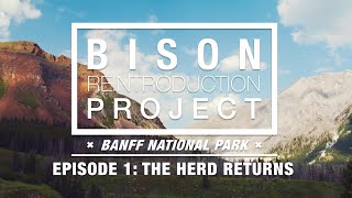 Bison Reintroduction Project – Episode 1 The Herd Returns – Banff National Park [upl. by Ettesel]