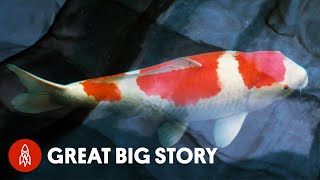 Japan’s King of Carp Breeds Million Dollar Koi Fish [upl. by Elora]