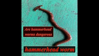 Hammerhead Worm  Are hammerhead worms harmful to humans  Bipalium kewense  Humbertium [upl. by Lak]