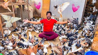 5000 KABOOTAR Kay Sath 💓  Pigeons World  Village Life [upl. by Wolenik]