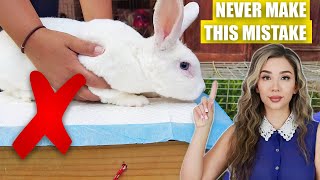 5 Things to AVOID if you have a PET RABBIT 🚩 [upl. by Annwahs]