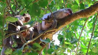 Take alook Mama Jane Climb Tree after walking so far to get food on Jan 162025USao1363Ambers [upl. by Andree]