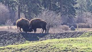 butting heads Bison [upl. by Sayre210]