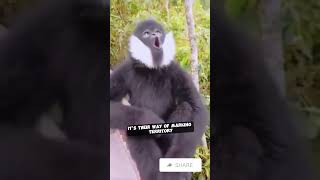 Gibbon The Fastest Ape on Earth 🏎️🐒 gibbon animal wildlife [upl. by Anait]