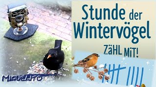 Stunde der Wintervögel 2024 🦅 MitmachAktion 📸 Wildkameras helfen bei der Vogelbeobachtung im Garten [upl. by Aramad962]