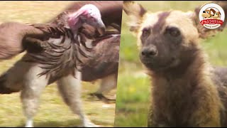 【アフリカの怪鳥】ミミヒダハゲワシ襲来！『サバンナ肉食獣の宴』にジャッカル＆リカオンも参戦！【どうぶつ奇想天外／WAKUWAKU】 [upl. by Telrats]