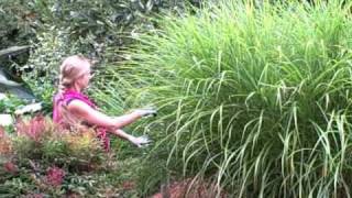 Pruning Miscanthus Ornamental Grass for Size [upl. by Inava]