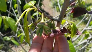 Our Azimina Triloba Paw Paw tree with hundreds of fruits on it  English and Russian languages [upl. by Tye734]