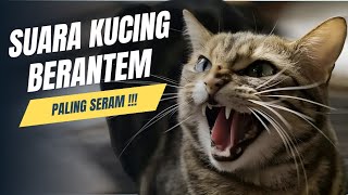 Suara Kucing Berantem  Auto Paling Seram [upl. by Idner]