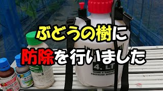 ぶどうの木に防除殺菌剤・殺虫剤を行いました [upl. by Neras]