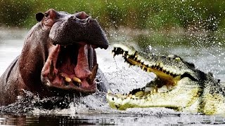 Hippo kills the giant crocodile [upl. by Tandie]