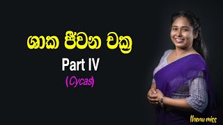 ශාක ජීවන චක්‍ර  Shaaka Jeewanachakra  Plant life cycles  Episode 04  Cycas  Thenu miss [upl. by Sitoel]