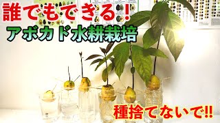 【超簡単】アボカド！芽を出させる方法！水耕栽培の方法と成功率を上げるコツを解説する！【How to sprout Avocado  Hydroponics methods】 [upl. by Nylrebmik]