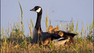 Canada Geese with Goslings [upl. by Oiled272]