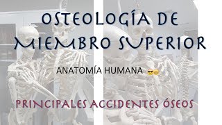 Anatomía Osteología miembro superior [upl. by Refitsirhc]