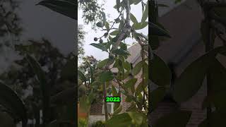 Broadleaf Killer vs Broadleaf Tree  quotWeed n Feed Kz 💀🥀 Trees 🌳 Yall  arborist [upl. by Netsreik910]