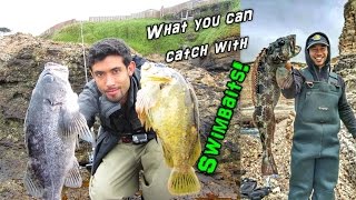 Fishing for Rockcod Lingcod amp Cabezon with Swimbaits from Shore [upl. by Yecram]