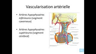 anatomie des glandes endocrines partie 2 [upl. by Violet]