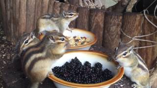 Chipmunk feeding time [upl. by Elocen]