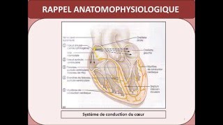 BIOPHYSIQUE ECG [upl. by Norb211]