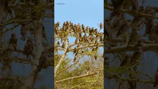 Flock of Redbilled Quelea Birds Flying Away shorts nature bird birds birdsounds stressrelief [upl. by Ainegul]