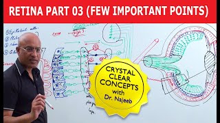 Retina  Few Important Points  Part 3 [upl. by Yetty]